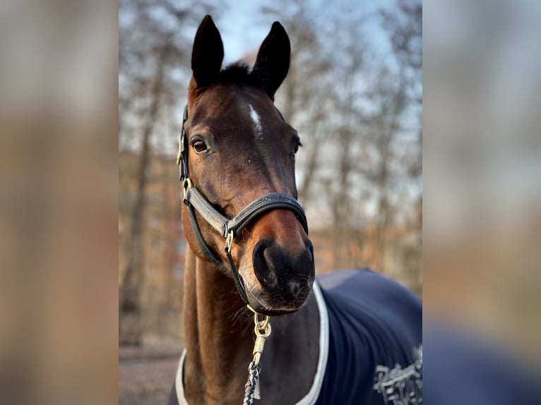 Koń oldenburski Klacz 11 lat 176 cm Ciemnogniada in Paderborn