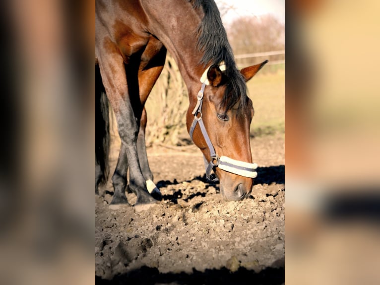 Koń oldenburski Klacz 12 lat 160 cm Gniada in TaufkircheN