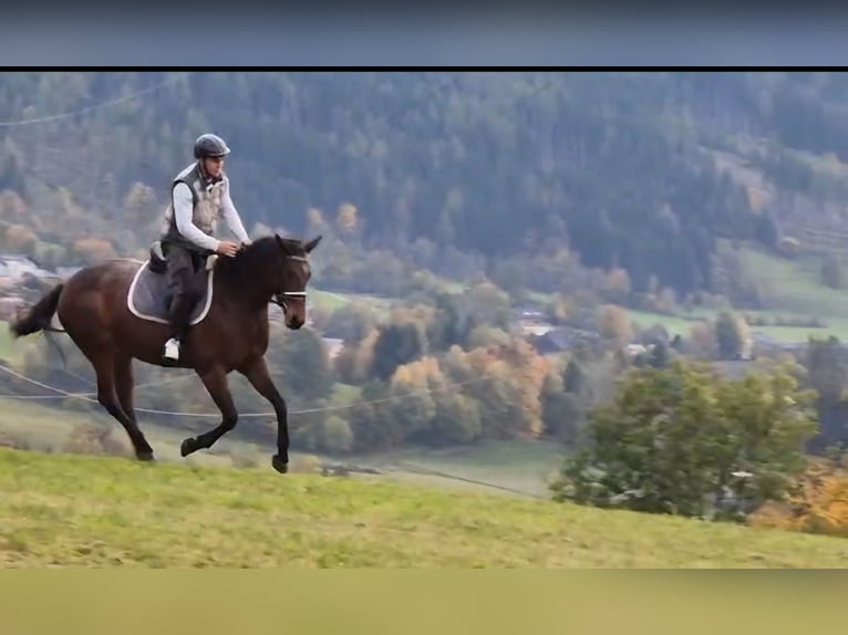 Koń oldenburski Mix Klacz 12 lat 161 cm Gniada in Aigen im Ennstal