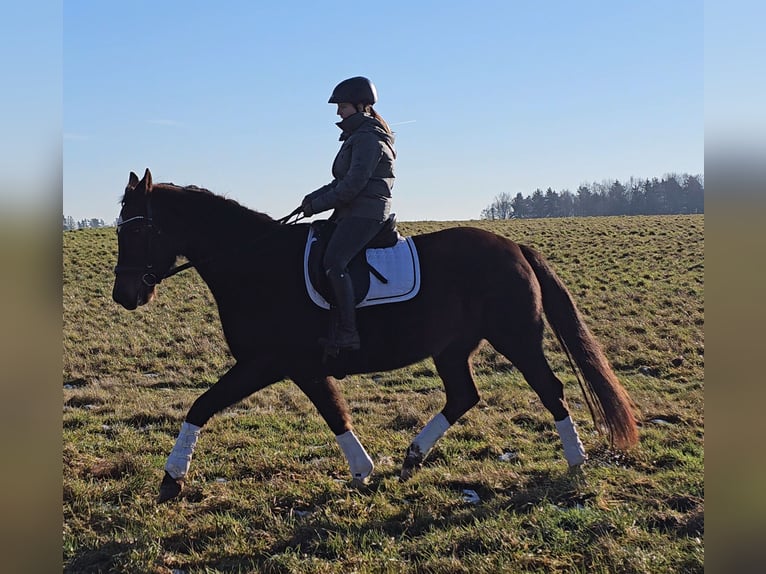 Koń oldenburski Klacz 12 lat 162 cm Ciemnokasztanowata in Immenreuth