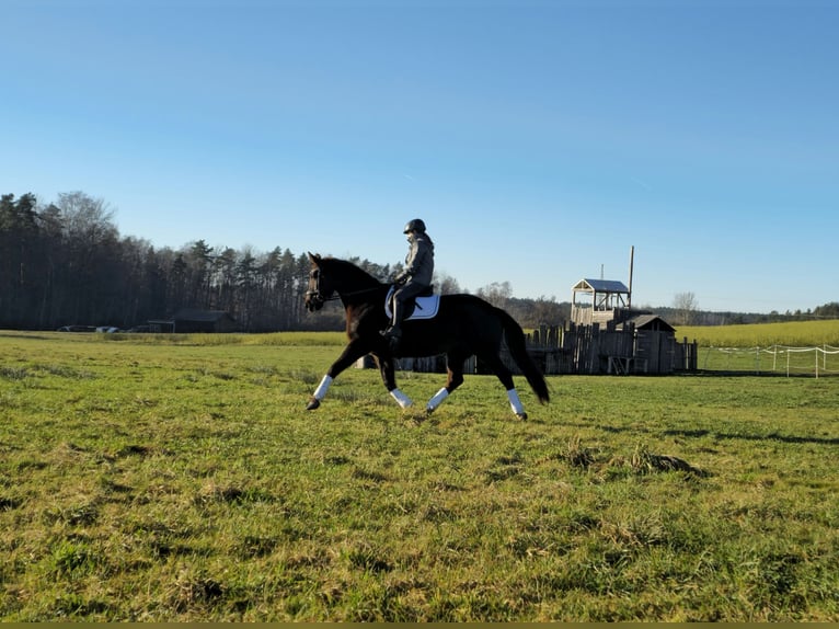 Koń oldenburski Klacz 12 lat 162 cm Ciemnokasztanowata in Immenreuth