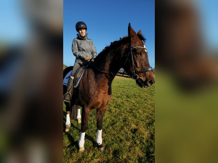 Koń oldenburski Klacz 12 lat 162 cm Ciemnokasztanowata in Immenreuth