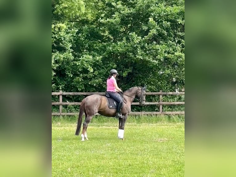 Koń oldenburski Klacz 12 lat 162 cm Ciemnokasztanowata in Vechta