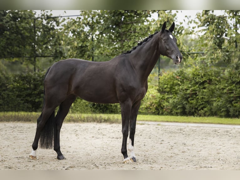 Koń oldenburski Klacz 12 lat 165 cm Ciemnogniada in Echt