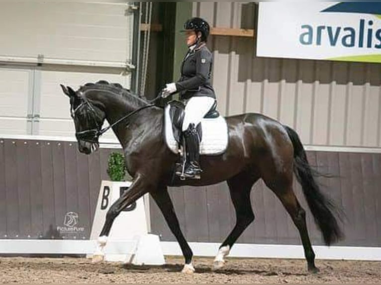 Koń oldenburski Klacz 12 lat 165 cm Ciemnogniada in Echt