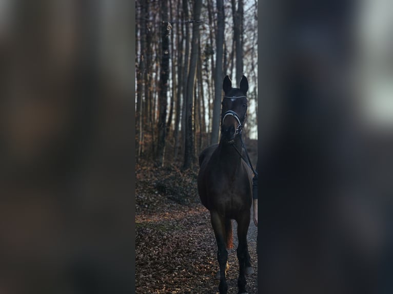 Koń oldenburski Klacz 12 lat 165 cm Gniada in Dießen am Ammersee
