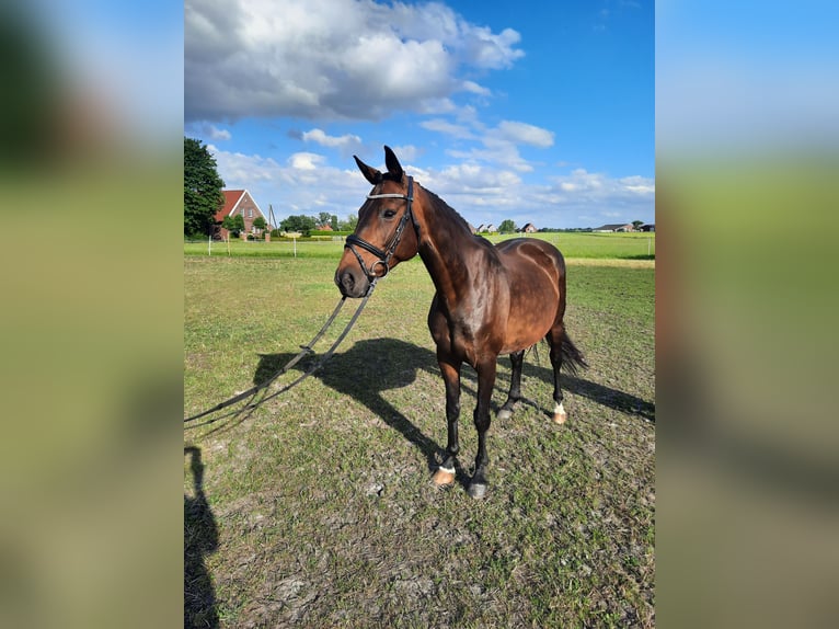 Koń oldenburski Klacz 12 lat 165 cm Gniada in Südbrookmerland Victorbur