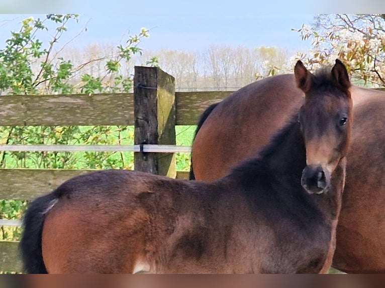 Koń oldenburski Klacz 12 lat 165 cm Gniada in Westerstede