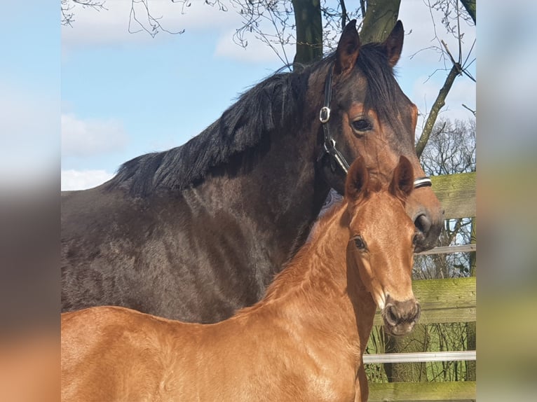 Koń oldenburski Klacz 12 lat 165 cm Gniada in Westerstede