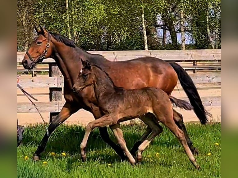 Koń oldenburski Klacz 12 lat 165 cm Gniada in Westerstede