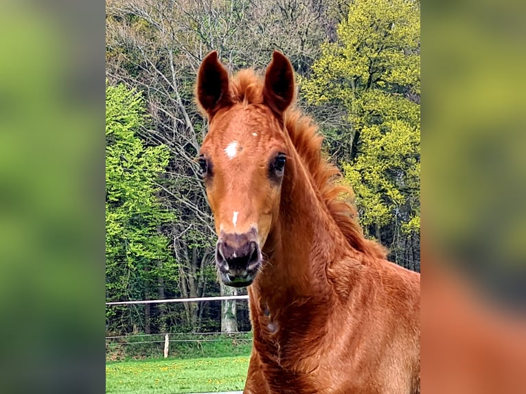 Koń oldenburski Klacz 12 lat 165 cm Gniada in Westerstede