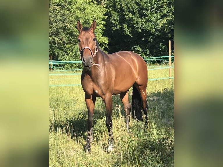 Koń oldenburski Klacz 12 lat 165 cm Gniada in Heilbronn