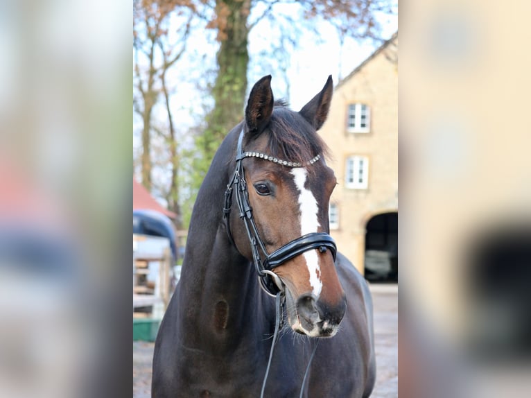 Koń oldenburski Klacz 12 lat 166 cm Gniada in Glandorf