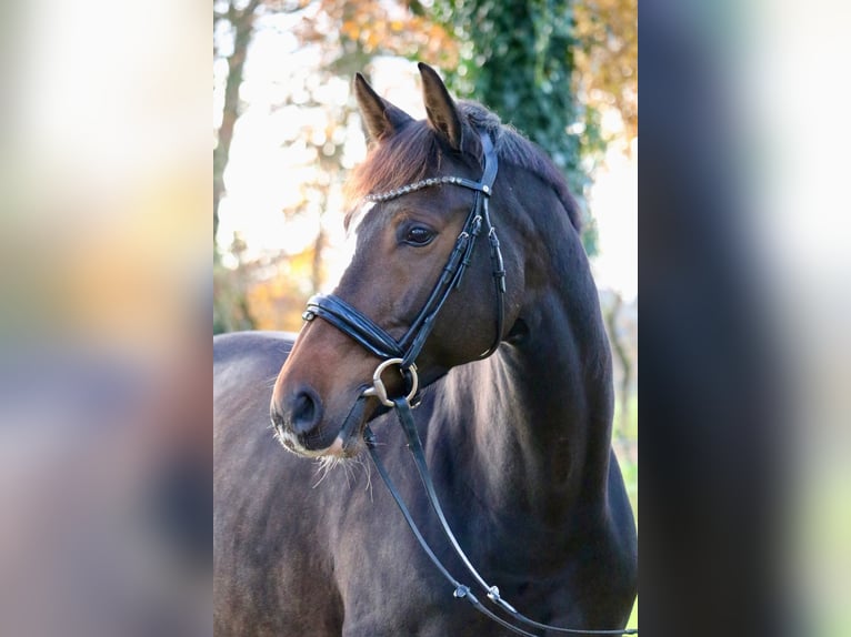 Koń oldenburski Klacz 12 lat 166 cm Gniada in Glandorf