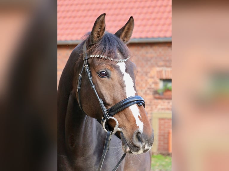 Koń oldenburski Klacz 12 lat 166 cm Gniada in Glandorf