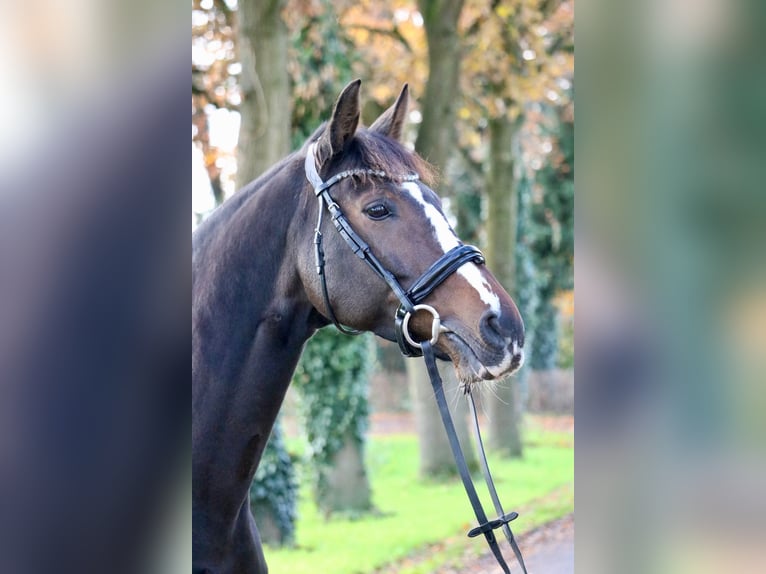 Koń oldenburski Klacz 12 lat 166 cm Gniada in Glandorf