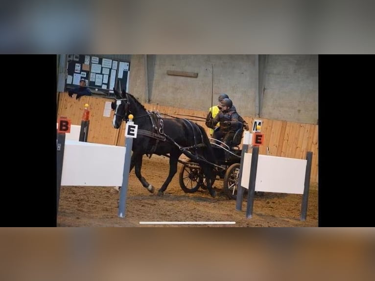 Koń oldenburski Klacz 12 lat 166 cm Kara in Süderlügum