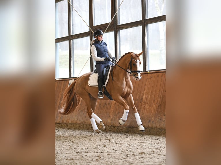 Koń oldenburski Klacz 12 lat 166 cm Kasztanowata in Bonefeld