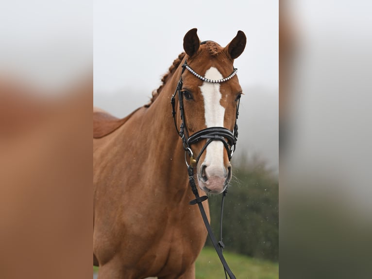 Koń oldenburski Klacz 12 lat 166 cm Kasztanowata in Bonefeld