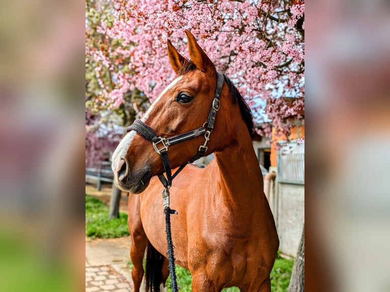 Koń oldenburski Klacz 12 lat 167 cm Ciemnokasztanowata in Neuenburg am Rhein/Grissheim