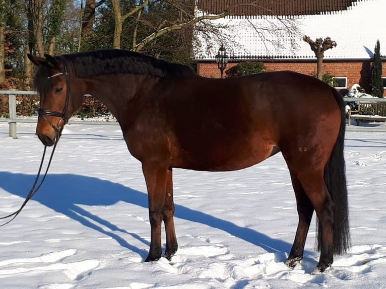 Koń oldenburski Klacz 12 lat 167 cm Gniada in Bakum