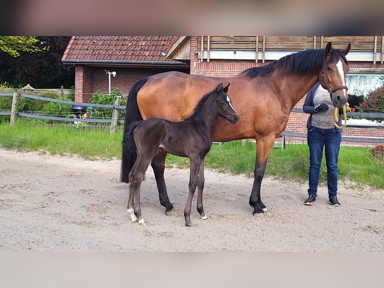 Koń oldenburski Klacz 12 lat 167 cm Gniada in Butjadingen
