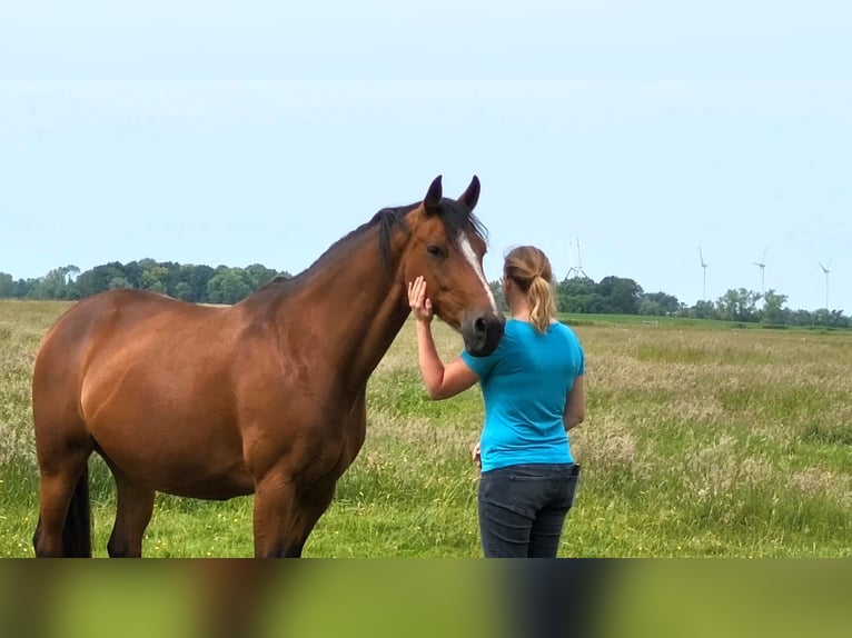 Koń oldenburski Klacz 12 lat 167 cm Gniada in Butjadingen