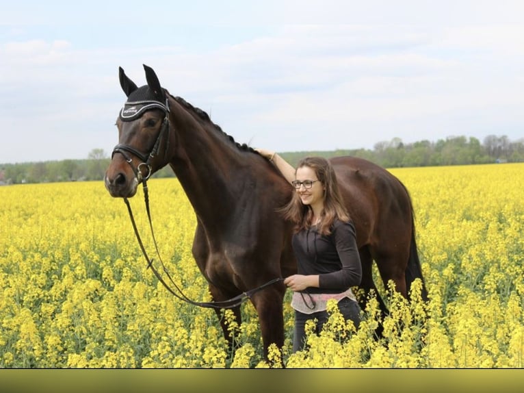 Koń oldenburski Klacz 12 lat 168 cm Ciemnogniada in Groitzsch