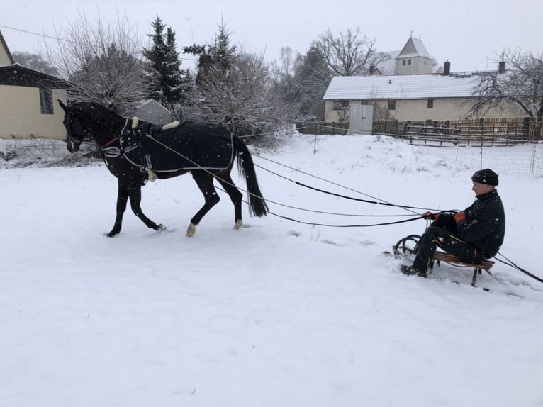 Koń oldenburski Klacz 12 lat 168 cm Ciemnogniada in Groitzsch