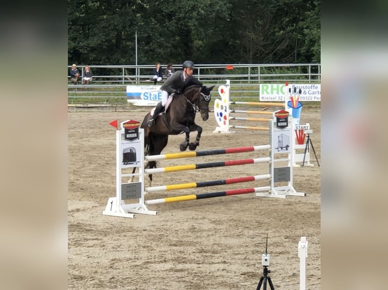 Koń oldenburski Klacz 12 lat 168 cm Ciemnogniada in Groitzsch