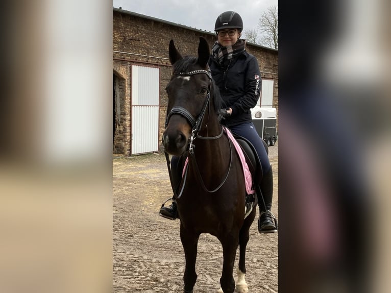 Koń oldenburski Klacz 12 lat 168 cm Ciemnogniada in Groitzsch