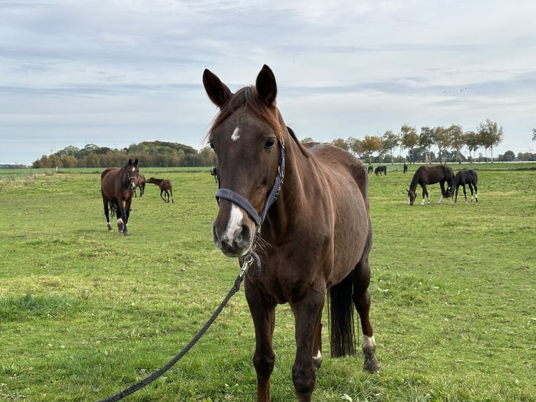 Koń oldenburski Klacz 12 lat 168 cm Ciemnokasztanowata in TwistringenTwistringen