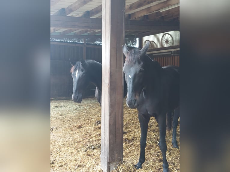 Koń oldenburski Klacz 12 lat 168 cm Skarogniada in Malsch