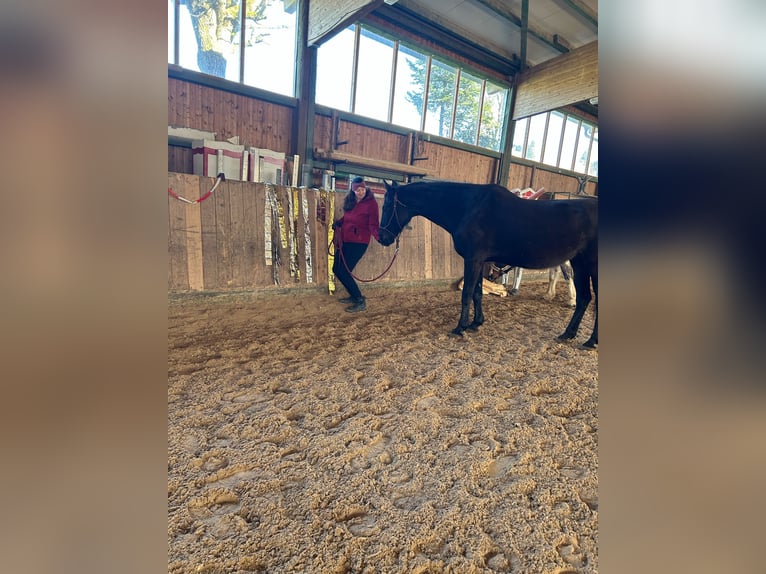 Koń oldenburski Klacz 12 lat 168 cm Skarogniada in Bad Herrenalb