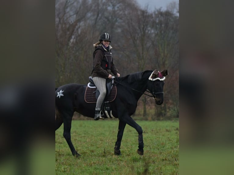 Koń oldenburski Klacz 12 lat 168 cm Skarogniada in Bad Herrenalb