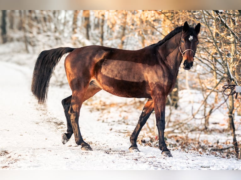 Koń oldenburski Klacz 12 lat 170 cm Ciemnogniada in MörlenbachMörlenbach