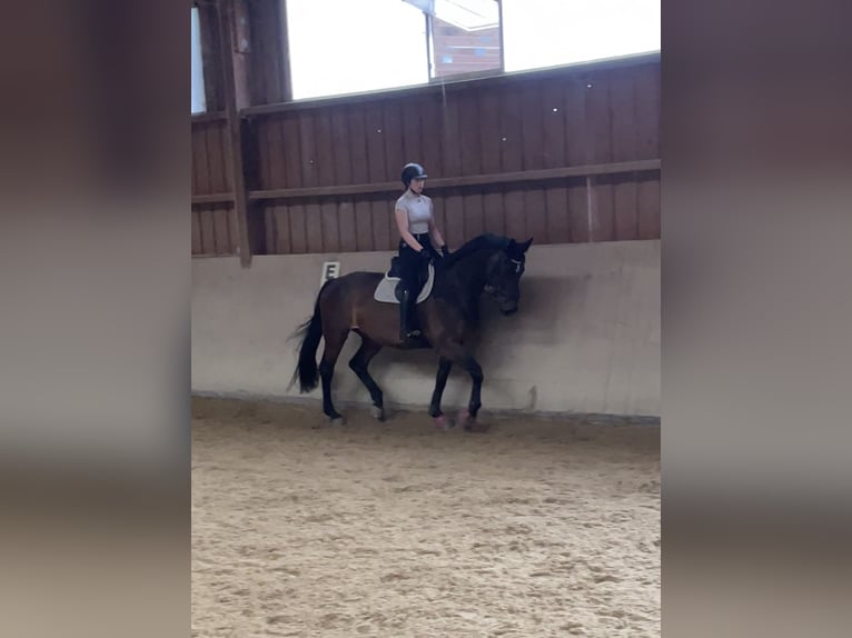 Koń oldenburski Klacz 12 lat 170 cm Ciemnogniada in MörlenbachMörlenbach