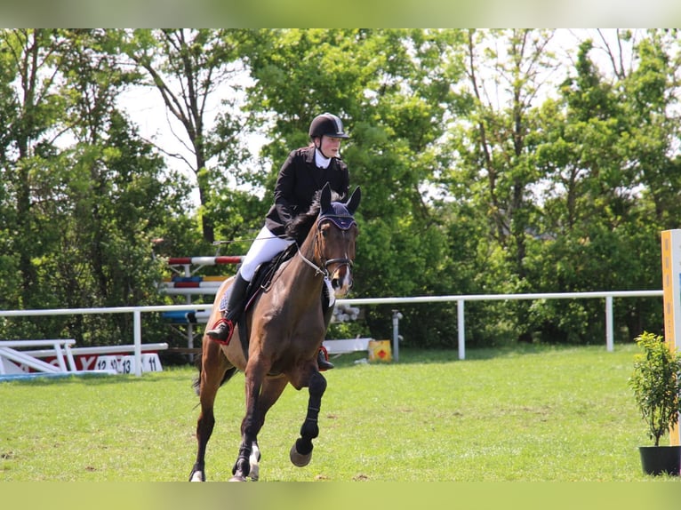 Koń oldenburski Klacz 12 lat 170 cm Gniada in Neunkirchen