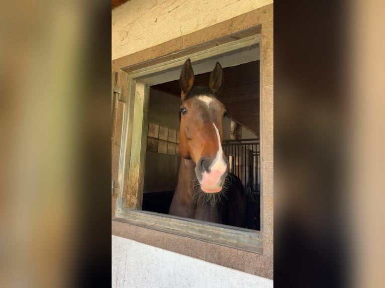 Koń oldenburski Klacz 12 lat 170 cm Gniada in Neunkirchen