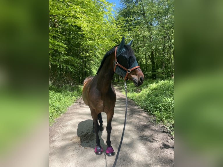 Koń oldenburski Klacz 12 lat 170 cm Skarogniada in Mörlenbach