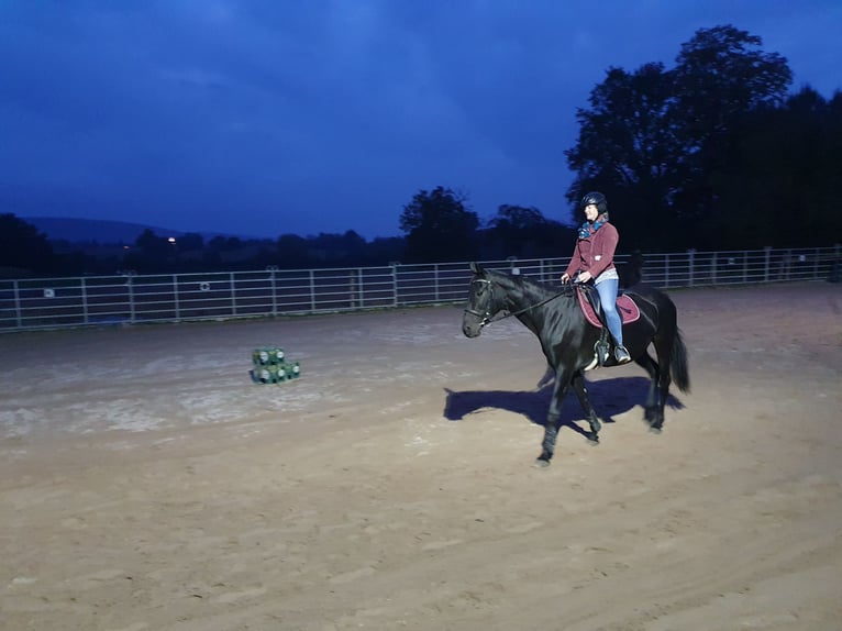 Koń oldenburski Klacz 12 lat 171 cm Ciemnogniada in Bad Herrenalb