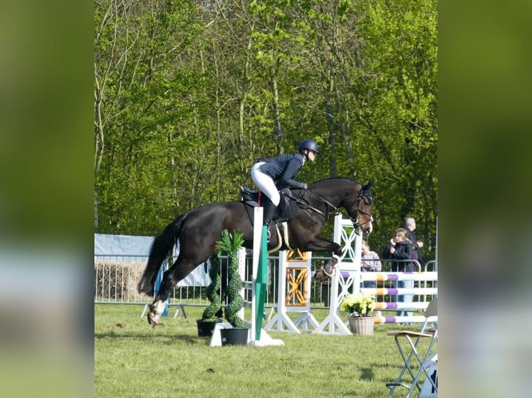 Koń oldenburski Klacz 12 lat 172 cm Ciemnogniada in Schwerin