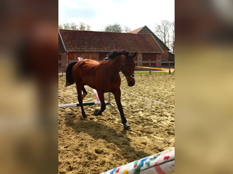 Koń oldenburski Klacz 12 lat 172 cm Ciemnokasztanowata in Osterwald
