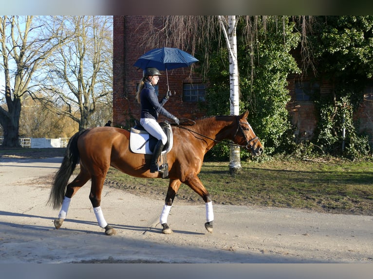 Koń oldenburski Klacz 12 lat 172 cm Gniada in Ganschow