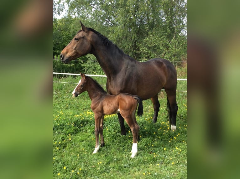 Koń oldenburski Klacz 12 lat 172 cm Gniada in Agimont