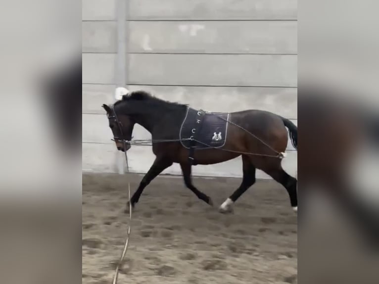 Koń oldenburski Klacz 12 lat 172 cm Gniada in Agimont