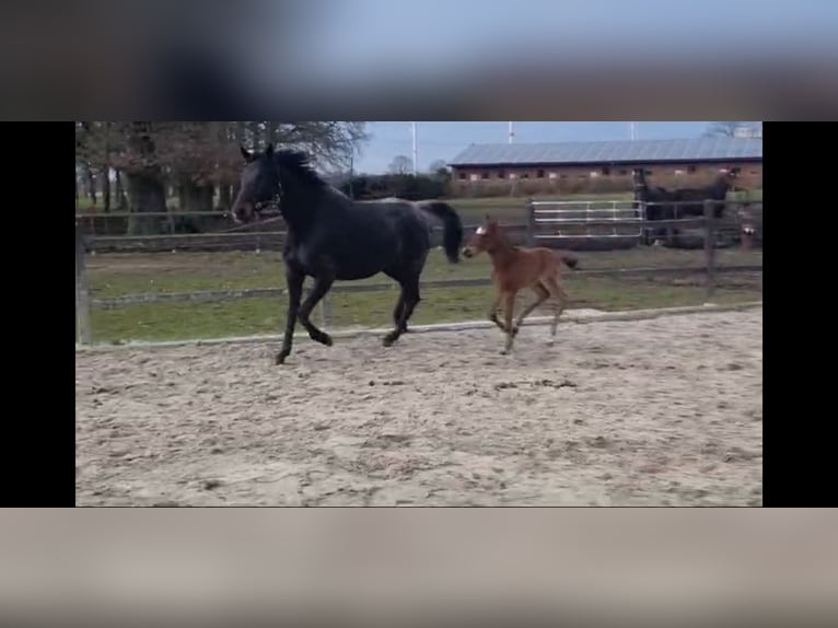 Koń oldenburski Klacz 12 lat 172 cm Skarogniada in Ankum