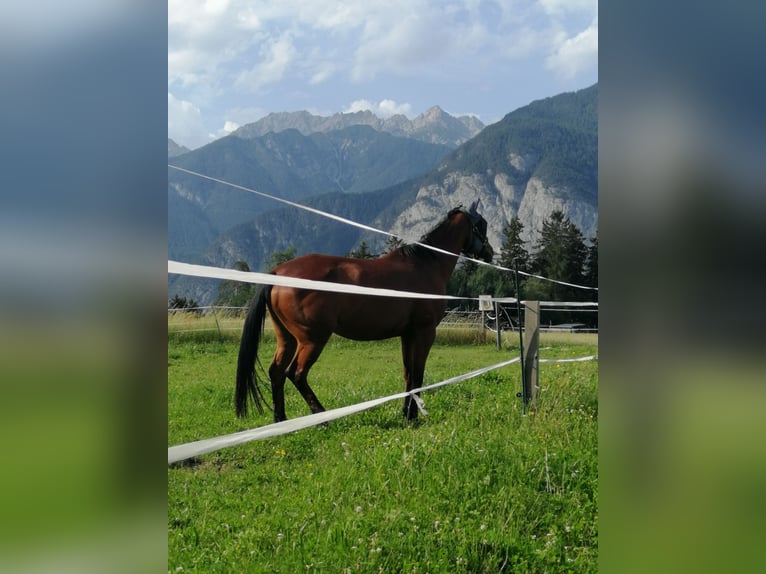 Koń oldenburski Klacz 13 lat 158 cm Gniada in Axams (Omes)