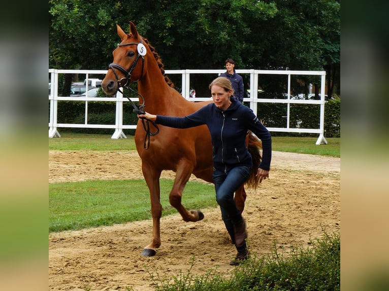 Koń oldenburski Klacz 13 lat 162 cm Kasztanowata in WerneWerne