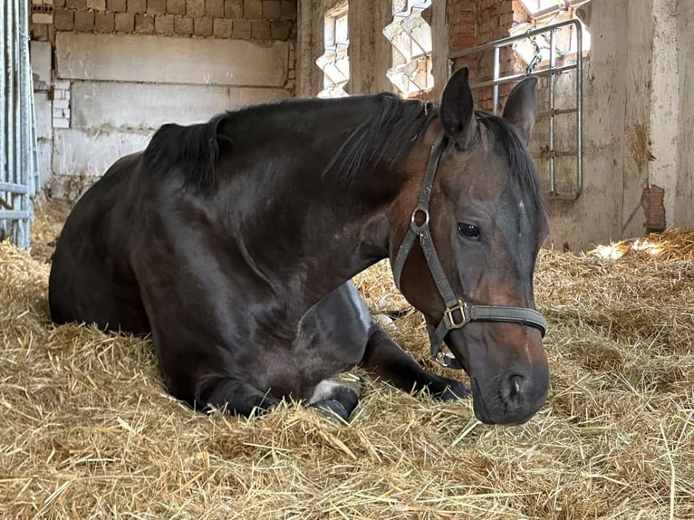 Koń oldenburski Klacz 13 lat 164 cm Ciemnogniada in Nordhausen